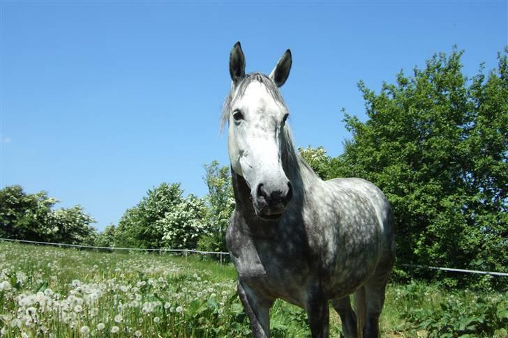 Dansk Varmblod Alanis  billede 2