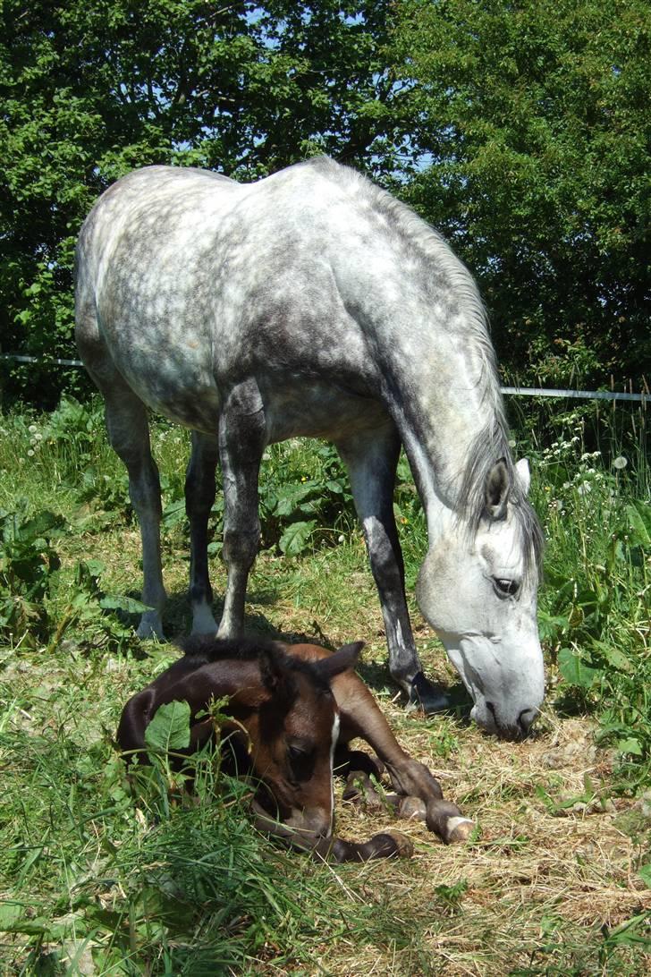 Dansk Varmblod Alanis  billede 4