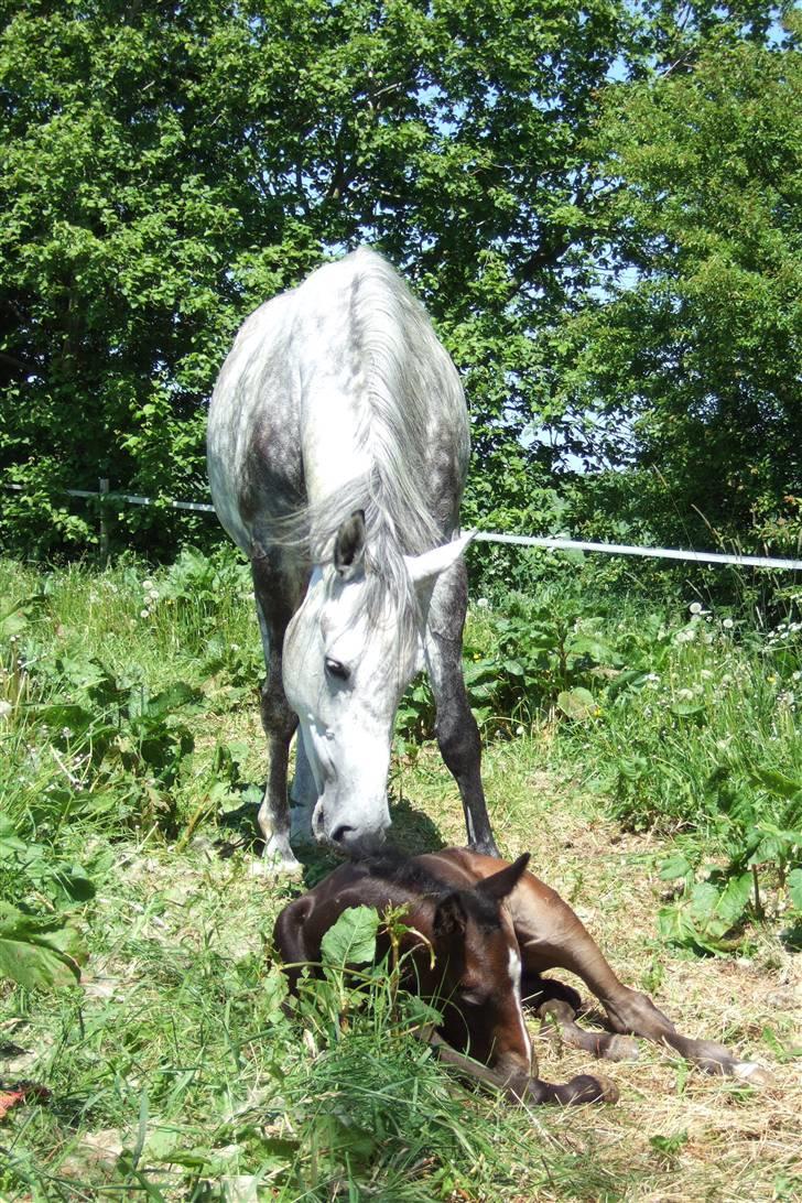 Dansk Varmblod Alanis  billede 5