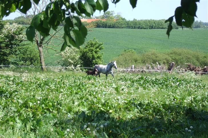 Dansk Varmblod Alanis  billede 6