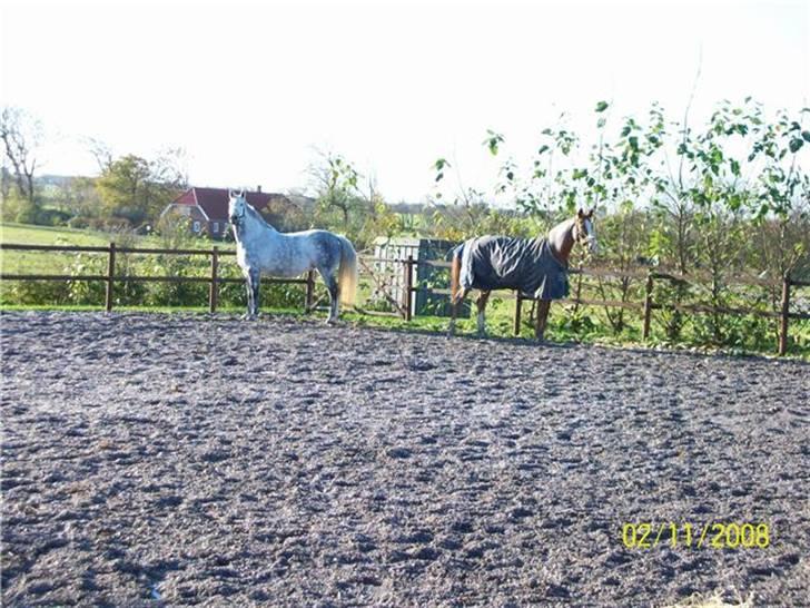 Dansk Varmblod Alanis  billede 7