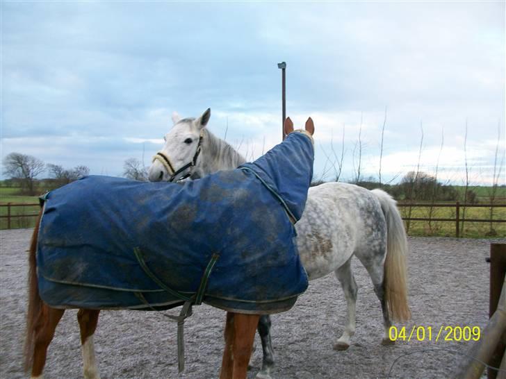 Dansk Varmblod Alanis  - En dejlig gnubbetur med den bedste foldkammerat Brandy :-) billede 8