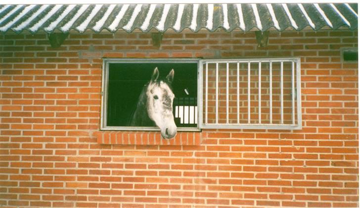Dansk Varmblod Alanis  - Alanis ved hendes højtelskede vindue hvor hun står dagen lang ( på nær under sin middagslur :-) ) billede 9