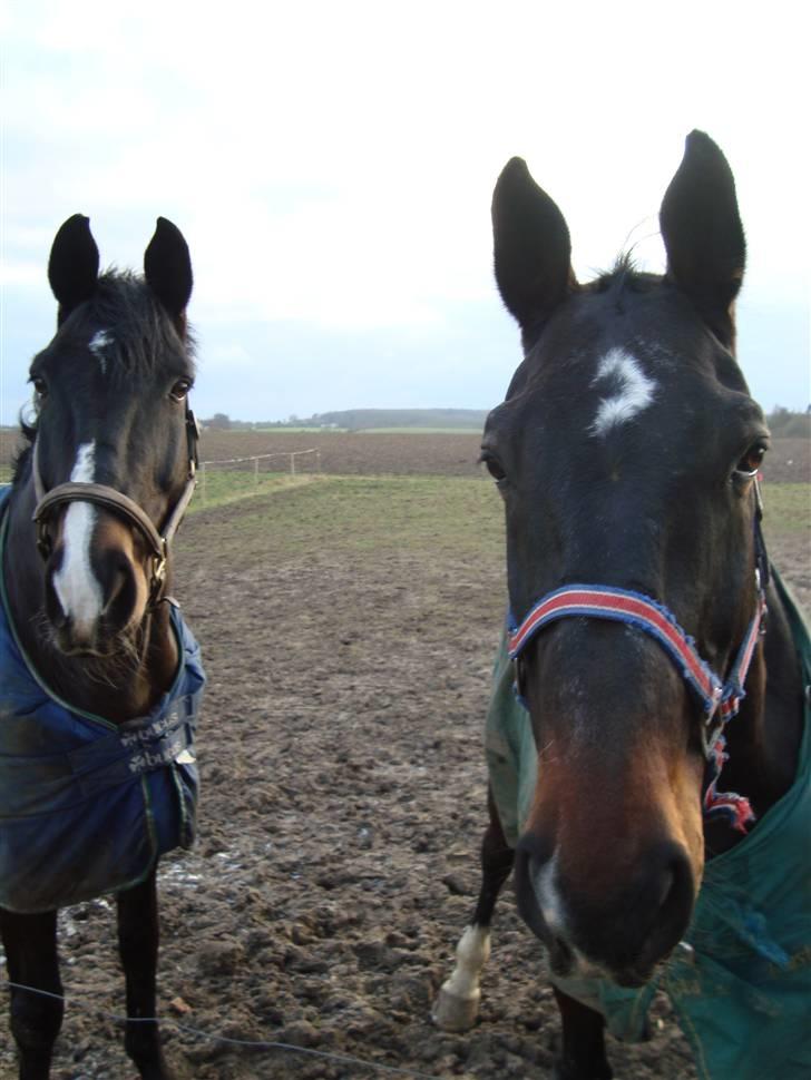 Dansk Varmblod Montreux *RIP* - Montreux med den anden af sine nye foldkammerater, Sir Valiant. billede 14