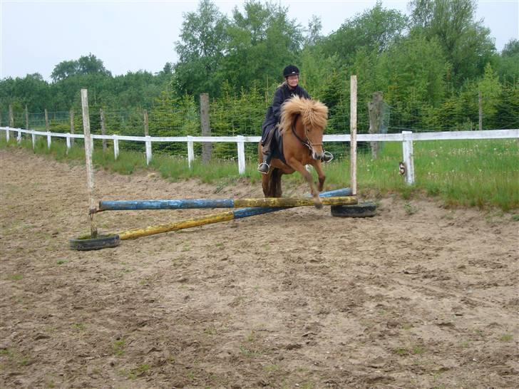 Islænder Fína fra Bøgelykke R.I.P. - Fina springer!! (med min mor) billede 17