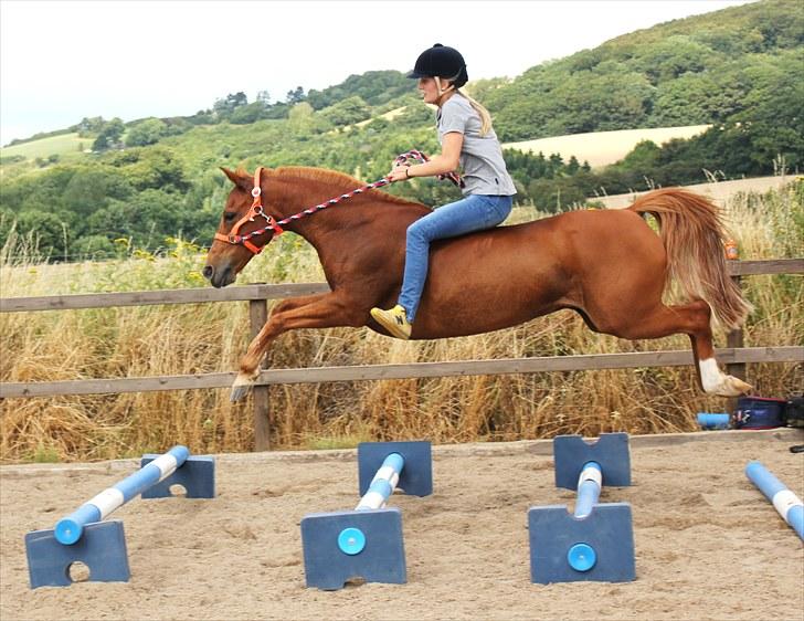 Anden særlig race Ponylands Bolero<3 sov sødt min skat - Crazy pony! <3 hahah! Springer 3 meter +/-  i grime og træktov og uden sadel, han var mega sej!  Sommer 2010, foto AC! <3 billede 7