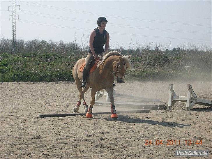 Haflinger santana RH ( Haffe! ) - * For hele verden er han bare en hest, men for mig er han hele verden<3  billede 8