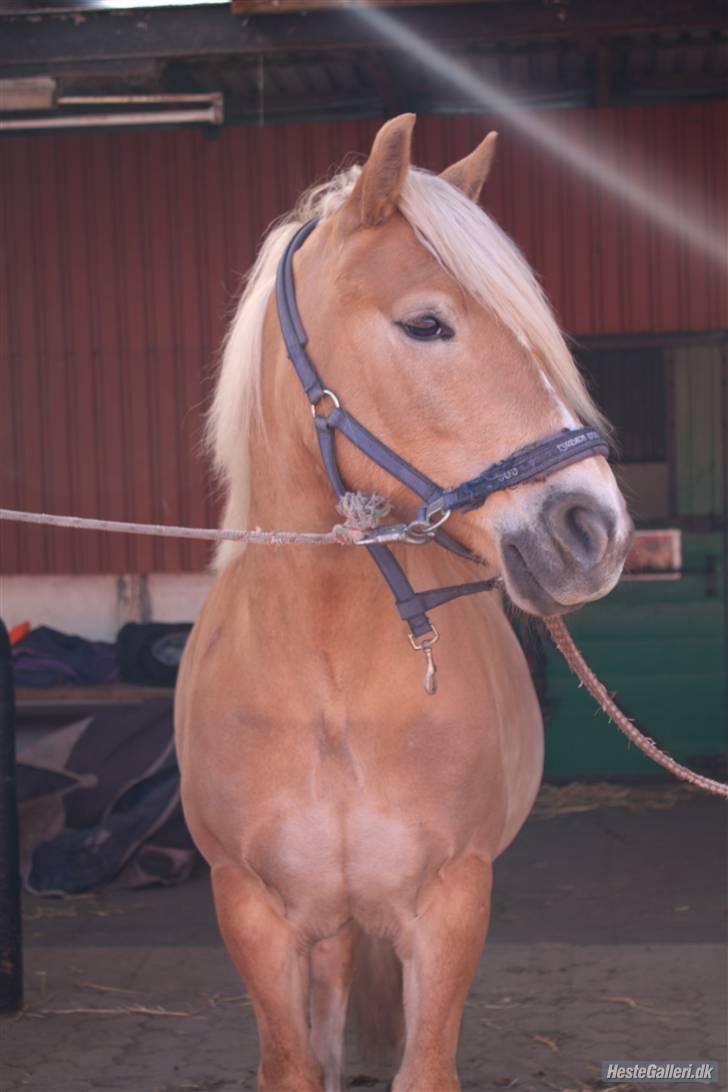 Haflinger santana RH ( Haffe! ) - Han har virkelig selvtilid. Du vil altid være den smukkeste dreng i verden værtfald fra min synsvinkel. Hvis kærligheden er en illusion, så til helvede med virkelighede<3!   billede 4