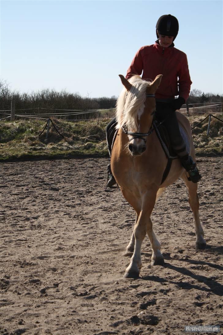 Haflinger santana RH ( Haffe! ) - gammelt, men med betydning<3 :)Du gør mit liv til en regnbue! går op og ned, men er aller smukkest på midten! Og jeg ved vi vil finde guldet sammen <3 billede 5