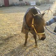 Anden særlig race Norlyk`s Ocean