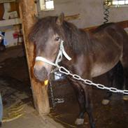 Anden særlig race Norlyk`s Ocean