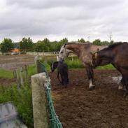 Anden særlig race Norlyk`s Ocean