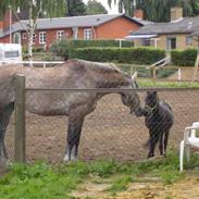 Anden særlig race Norlyk`s Ocean