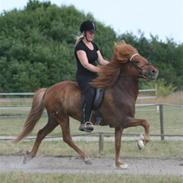 Islænder Draupnir fra Bøgehavegård
