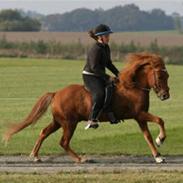 Islænder Draupnir fra Bøgehavegård