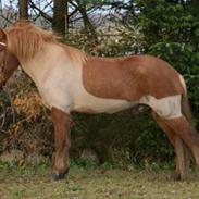 Islænder Draupnir fra Bøgehavegård