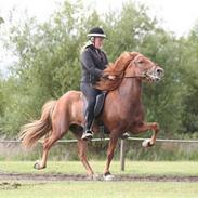 Islænder Draupnir fra Bøgehavegård