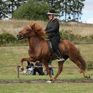 Islænder Draupnir fra Bøgehavegård