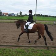 Tysk Sportspony Bigpoint SOLGT