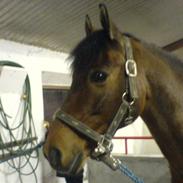 Tysk Sportspony Bigpoint SOLGT