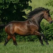 Dansk Varmblod lim