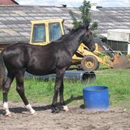 Dansk Varmblod Don Justino *SOLGT*