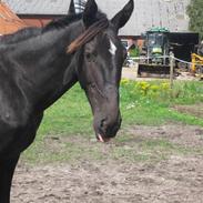 Dansk Varmblod Don Justino *SOLGT*