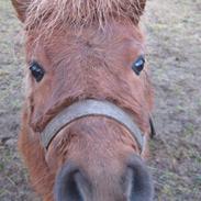 Shetlænder Kohberg**min**