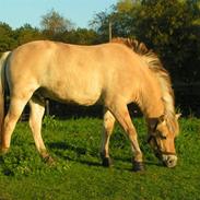 Fjordhest Jonas