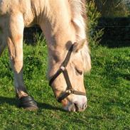 Fjordhest Jonas