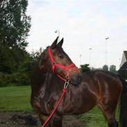 Dansk Varmblod Surprise *R.I.P*