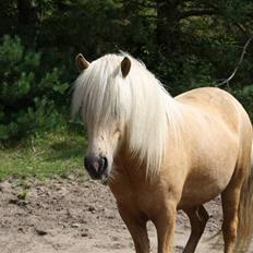 Islænder Kylja fra Stubbebro