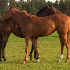 Fuldblod (XX) Mamaloca