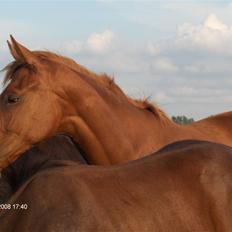 Fuldblod (XX) Mamaloca