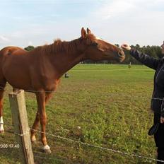 Fuldblod (XX) Mamaloca