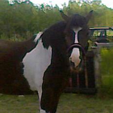 Anden særlig race tarzan er desvere død