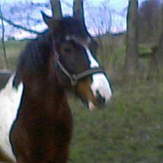 Anden særlig race tarzan er desvere død