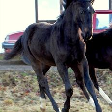 Dansk Varmblod Wivaldo