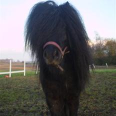 Shetlænder Wibi v.d lage haar SOLGT