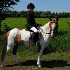 Pinto Asterix Højgård