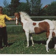 Pinto Asterix Højgård