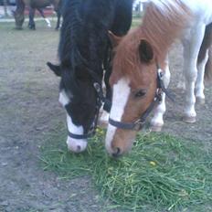 Pinto Asterix Højgård