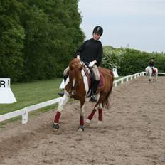 Pinto Bonanza (SOLGT) 