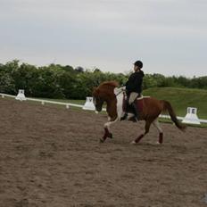 Pinto Bonanza (SOLGT) 