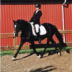 Welsh Cob (sec D) Derwen Genevieve (R.I.P.)