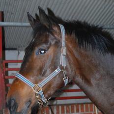 Dansk Varmblod Lioness (solgt)