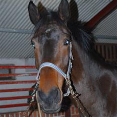 Dansk Varmblod Lioness (solgt)