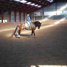 Dansk Varmblod Lioness (solgt)