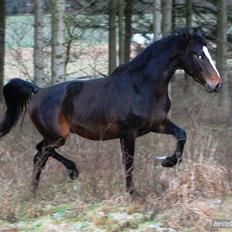 Dansk Varmblod Majestic/Hanniball
