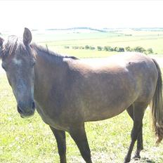 Anden særlig race Lawina